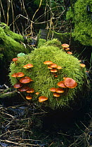 Velvet shank fungus growing in moss {Flammulina velutipes} Sussex, UK