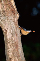 European nuthatch with peanut on tree trunk, UK