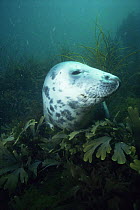 Grey seal {Halichoerus grypus} underwater amongst seaweed, UK