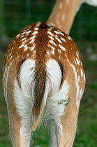 Fallow deer rear view in summer coat {Dama dama} UK