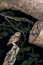Little owl {Athene noctua} with prey for nestling, England, UK