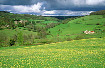 St Catherine Court as seen from Oakford Farm, with field of Cowslips, Somerset / Gloucestershire border, UK