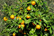 Oranges (Citrus sp) growing in grove, Lesbos, Greece