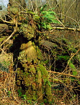 Moss covered gnarled tree stump, Mendips, Somerset, UK -  ideal habitat for dormouse