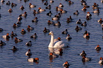 Whooper swan {Cygnus cygnus} with Pochard on water  Norfolk, UK