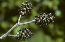 Common alder fruits (Alnus glutinosa) UK