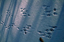Tracks of European river otter in snow. {Lutra lutra} far east Russia