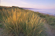 Russian wheatgrass {Thinopyrum junceiforme} on sand dunes backing Lunan bay, Angus, Scotland