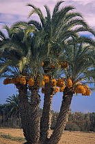 Date palm {Phoenix dactylifera} tree with fruit, Alicante, Spain