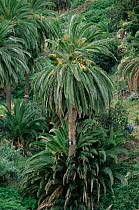 Canary island date palm {Phoenix canariensis} La Gomera, Canary islands