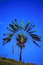 Ravenala tree {Ravenea} Madagascar