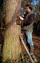 Man securing nest Box for Treecreeper  {Certhia familiaris}to tree trunk 1-2 metres above ground