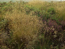 Wavy hair grass {Avenella flexuosa} in the Mendip hills, Somerset, UK