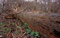 Fallen Scots Pine tree with holes from wood boring insects Pinus sylvestris}