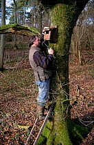 Man securing nest Box for Spotted Flycatcher to tree trunk 2-3 metres above ground, UK