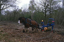Clydesdale horses at work in woodland at Ravensroost Nature Reserve, Wiltshire, UK