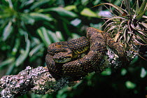 Ecuadorian forest pit viper {Bothrops albocarinata} Captive Amazonia, Ecuador