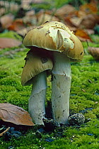 Toadstool {Cortinarius pseudosalor} Sussex, UK