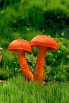 Fungus {Cortinarius sanguineus} Hampshire, UK