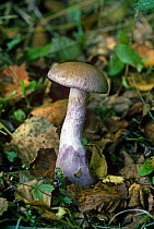 Fungus {Cortinarius torvus} England, UK