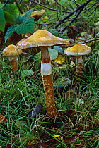 Fungus {Cortinarius trivialis} Hampshire, UK