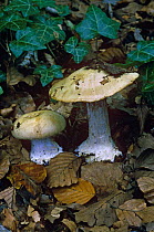 Fungus {Cortinarius amoenolens} England, UK