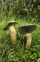 Pine spike cap fungus {Chroogomphus rutilans} England, UK