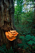 Sulphur polypore {Laetiporous sulphureus} on tree trunk England, UK