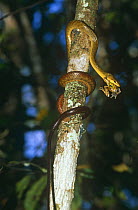 Fandrefiala culubrid snake swallowing tree frog {Ithycyphus perineti} Madagascar
