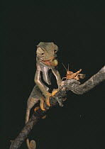 Graceful chameleon {Chamaeleo gracialis} on branch, predating grasshopper, Africa