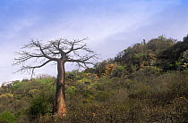 Suarez Baobab tree {Adansonia suarezensis} growing on hillside, Antsiranana, Northern Madagascar. Endangered