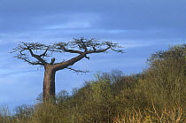 Suarez Baobab tree {Adansonia suarezensis} growing on hillside, Antsiranana, Northern Madagascar. Endangered