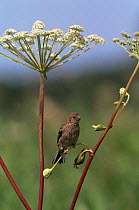 Long tailed rosefinch {Uragus sibiricus} Ussuriland, Primorsky, Far East Russia.