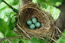 Long tailed rose finch {Uragus sibiricus} nest with eggs, Ussuriland, Far East Russia.