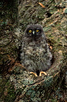Brown hawk owl  {Ninox scutulata} chick in nest hole, Bikin, Ussuriland, Far East Russia.
