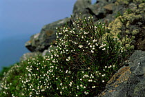 Cassiope (Cassiope sp) flowering in alpine zone of Sikhote-Alin region, Primorsky, Far East Russia (Ussuriland)