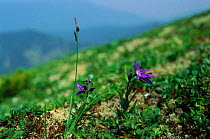 Alpine zone of Sikhote-Alin region with flower, Primorsky, Far East Russia