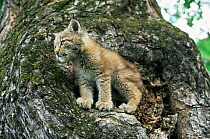 Lynx kitten  {Lynx lynx} Primorsky, Far East Russia Ussuriland, Sikhote-Alin - captive