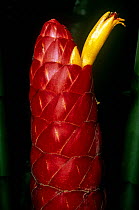 Wild ginger {Zinger officinale} flowering, Amazonian Ecuador