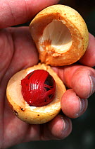 Nutmeg {Myristica fragans} fruit opened to show fresh nut and mace, Banda Islands, Indonesia