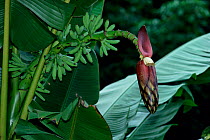 Banana Tree (Musaceae) flowers & unripe fruit, Sabah, Borneo.