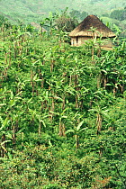 Banana tree (Musaceae) plantation and house, Gisenyi, Rwanda, Central Africa