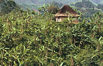 Banana tree (Musaceae) plantation and house, Gisenyi, Rwanda, Africa