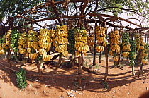 Bananas (Musaceae) fruit for sale at Muhoroni market, Kenya
