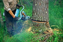 Man felling a tree with power saw, Primorsky region, Ussuriland, Far East Russia