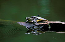 Chinese softshell turtle {Pelodiscus sinensis} Primorsky, Far East Russia (Ussuriland)