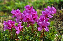 {Rhododendron redowskianum} in alpine zone of Sikhote-Alin range, Primorsky, Ussuriland, Russia