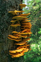 Tree fungi in sub-alpine spruce forest, Sikhote-Alin range, Ussuriland, Primorsky region, Far East Russia