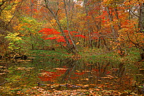 Pool in autumn woodlands Ussuriland, Primorsky, Far East Russia