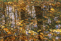 Autumn tree reflections in woodland pond with fallen leaves, Ussuriland, Primorsky, Far East Russia